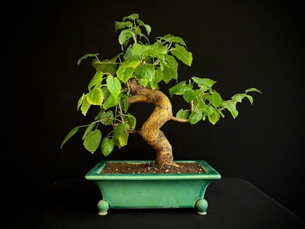 25N-62030 MORUS NIGRA