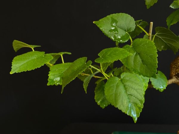 25N-62030 MORUS NIGRA
