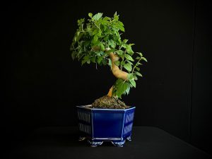 25N-62031 MORUS NIGRA
