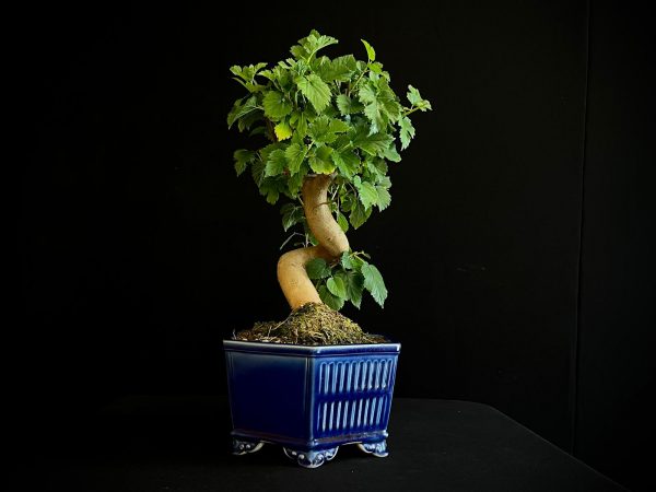 25N-62031 MORUS NIGRA