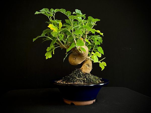 25N-62032 MORUS NIGRA