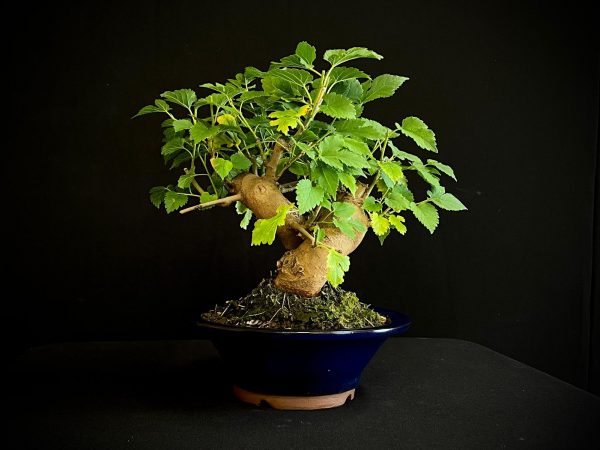 25N-62032 MORUS NIGRA