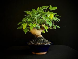 25N-62032 MORUS NIGRA