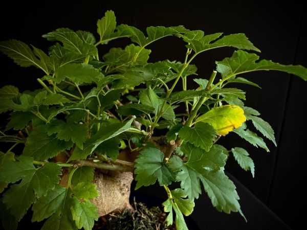 25N-62032 MORUS NIGRA