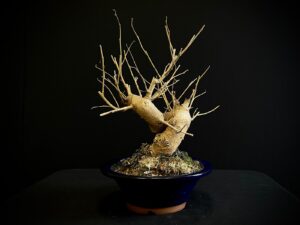 25N-62032 MORUS NIGRA