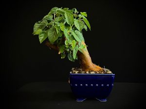 25N-62033 MORUS NIGRA