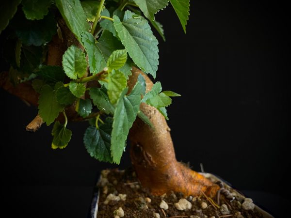 25N-62033 MORUS NIGRA