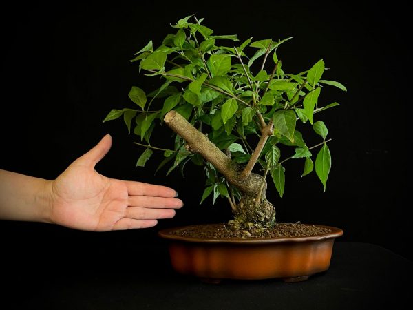 25N-62034 CALLICARPA JAPONICA