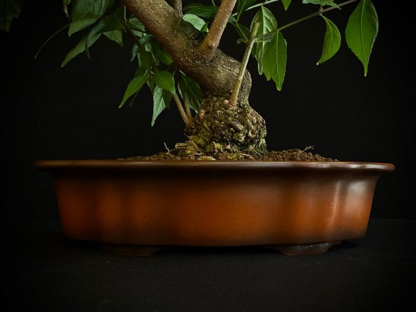 25N-62034 CALLICARPA JAPONICA
