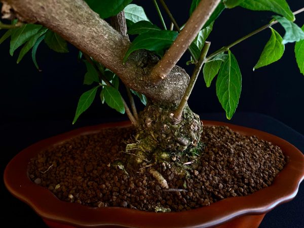 25N-62034 CALLICARPA JAPONICA