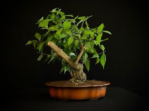 25N-62034 CALLICARPA JAPONICA