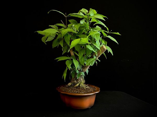 25N-62034 CALLICARPA JAPONICA