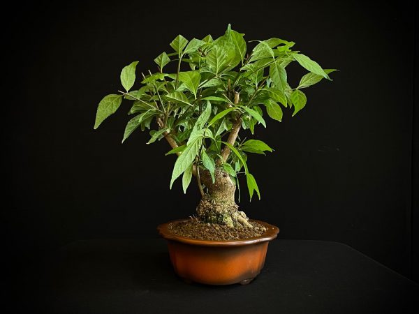 25N-62034 CALLICARPA JAPONICA