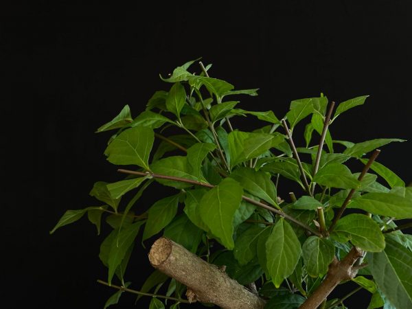 25N-62034 CALLICARPA JAPONICA
