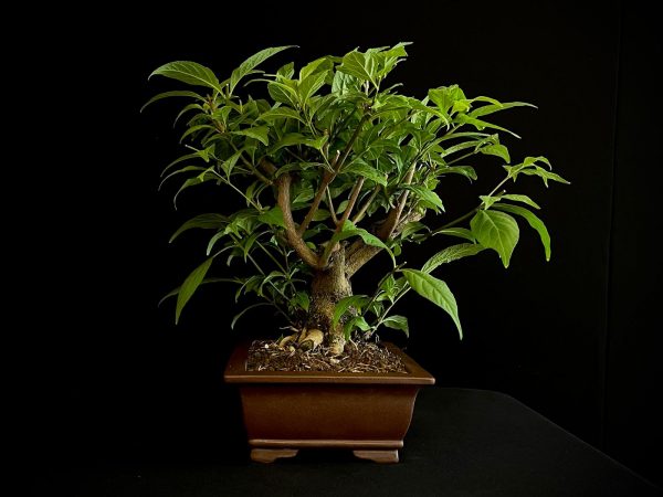 25N-62035 CALLICARPA JAPONICA