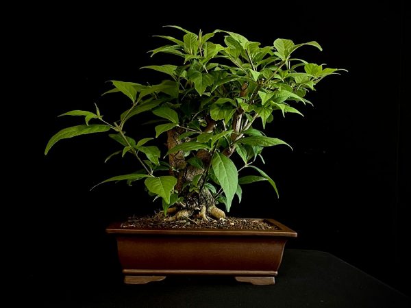 25N-62035 CALLICARPA JAPONICA