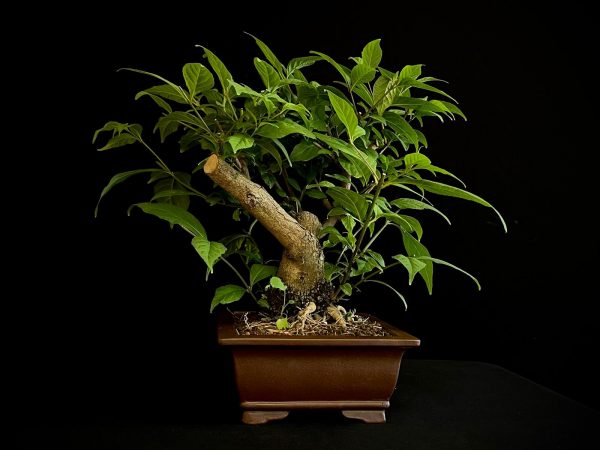 25N-62035 CALLICARPA JAPONICA