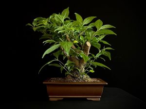 25N-62035 CALLICARPA JAPONICA