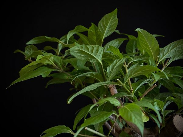25N-62035 CALLICARPA JAPONICA