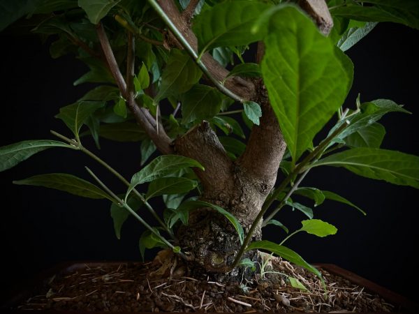 25N-62035 CALLICARPA JAPONICA