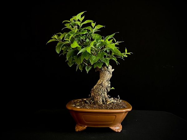25N-62036 CALICARPA JAPONICA