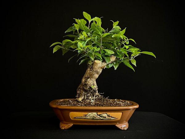 25N-62036 CALICARPA JAPONICA