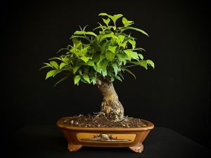 25N-62036 CALICARPA JAPONICA