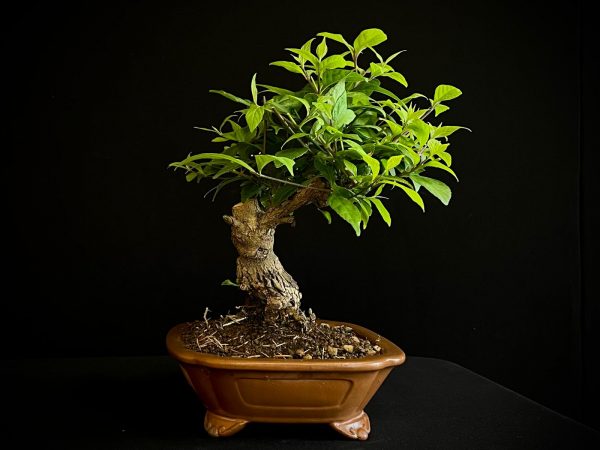 25N-62036 CALICARPA JAPONICA