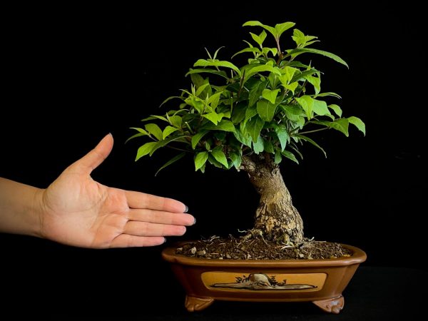 25N-62036 CALICARPA JAPONICA