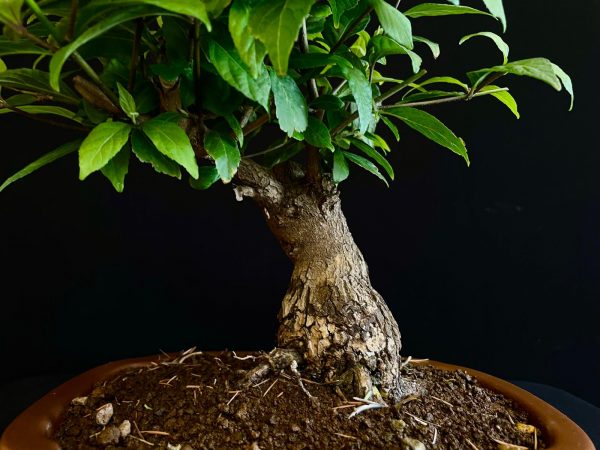25N-62036 CALICARPA JAPONICA