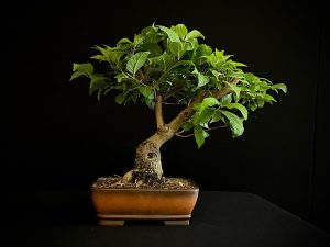 25N-62037 MORUS NIGRA