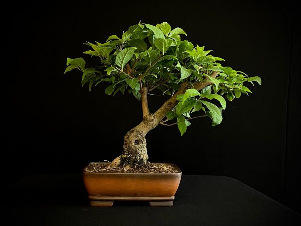 25N-62037 MORUS NIGRA