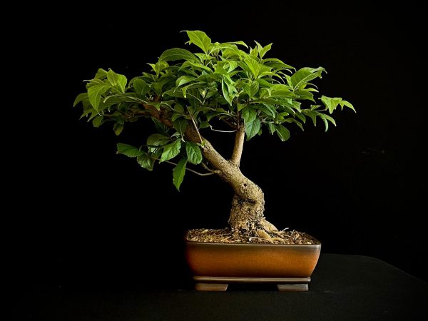 25N-62037 MORUS NIGRA