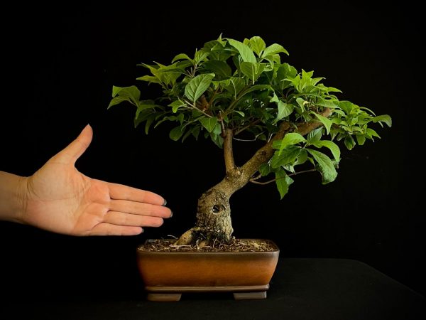 25N-62037 MORUS NIGRA