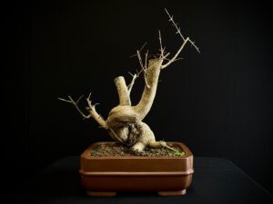 25N-62039 GRANADO NEJIKAN