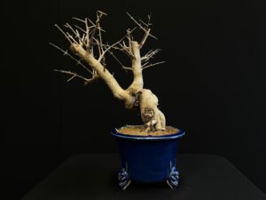 25N-62042 GRANADO NEJIKAN