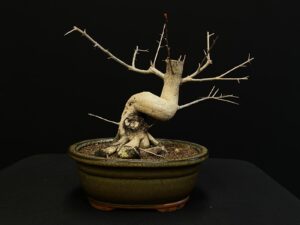 25N-62043 GRANADO NEJIKAN