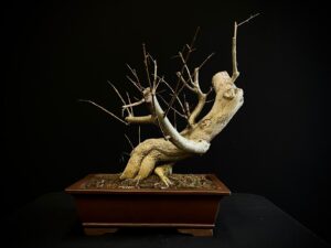 25N-62044 GRANADO NEJIKAN