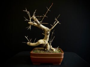 25N-62045 GRANADO NEJIKAN