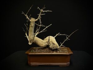 25N-62046 GRANADO NEJIKAN