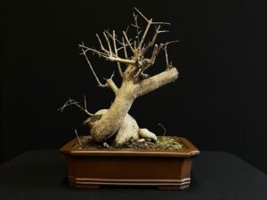 25N-62047 GRANADO NEJIKAN