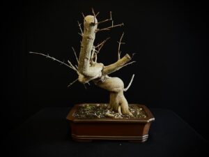 25N-62049 GRANADO NEJIKAN