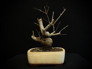 25N-62050 GRANADO NEJIKAN