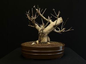 25N-62051 PUNICA GRANATUM NEJIKAN (3)