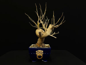 25N-62033 MORUS NIGRA (1)