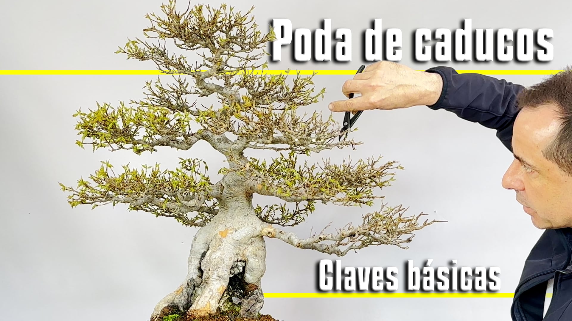 Claves básicas para la poda de los caducos