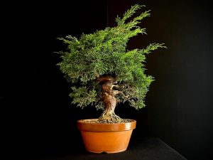 25I-62057 JUNIPERUS CHINENSIS ITOIWAGA