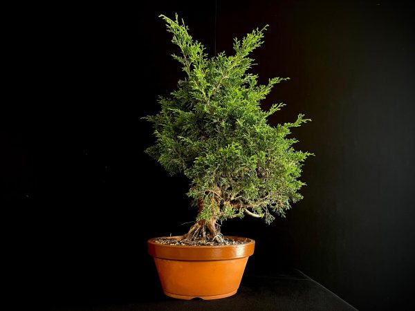 25I-62057 JUNIPERUS CHINENSIS ITOIWAGA