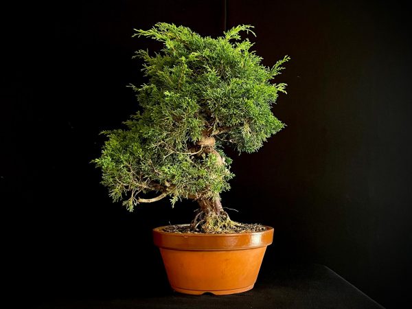 25I-62057 JUNIPERUS CHINENSIS ITOIWAGA