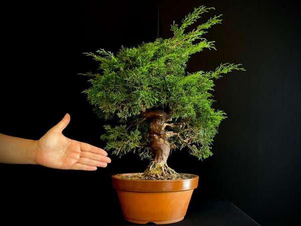 25I-62057 JUNIPERUS CHINENSIS ITOIWAGA